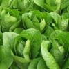 Салат латук: полезные и лечебные свойства